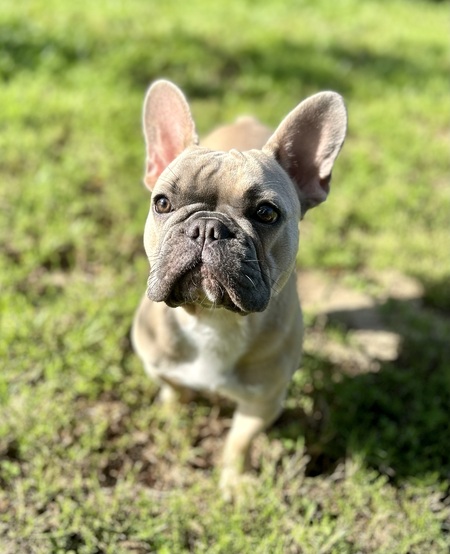 Bailey 