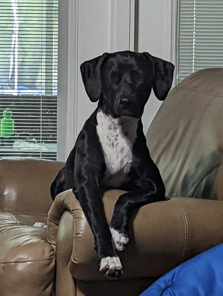 Dixie