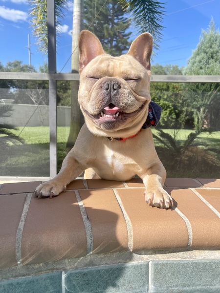 Louie