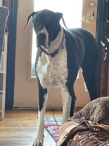 Molly