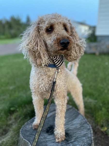 Murphy