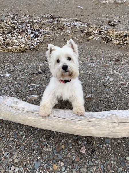 Piper 