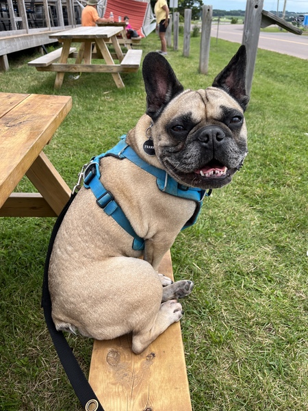 Frankie