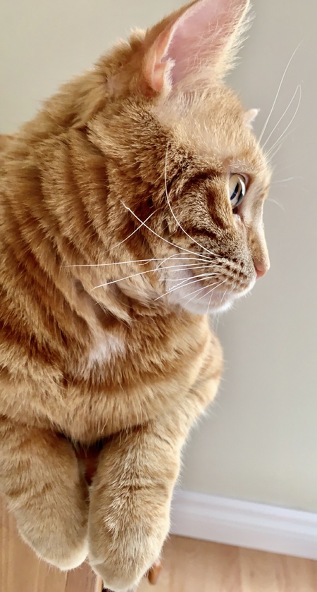 Peaches