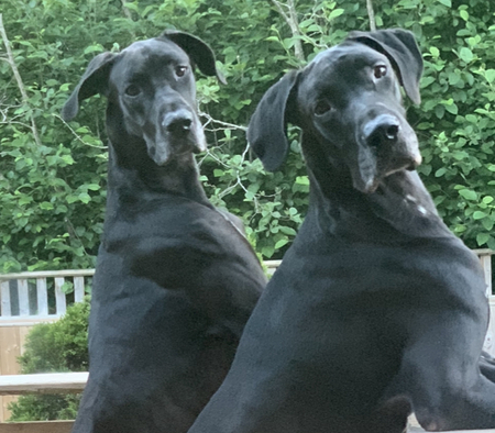 Meatball and Mr. Pickles 
