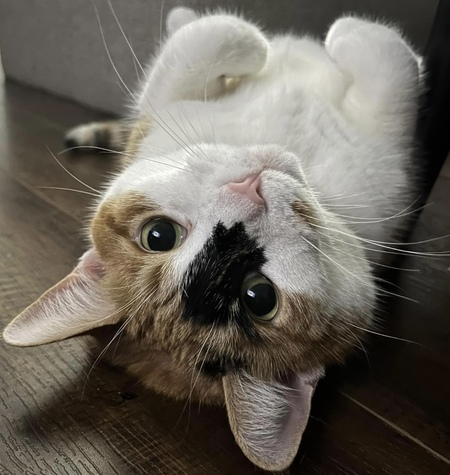 Daisy
