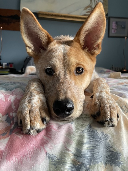 Orvi