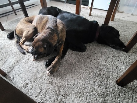 Gibbs (Boxer) and McGee (Rottweiler mix Chocolat Lab)