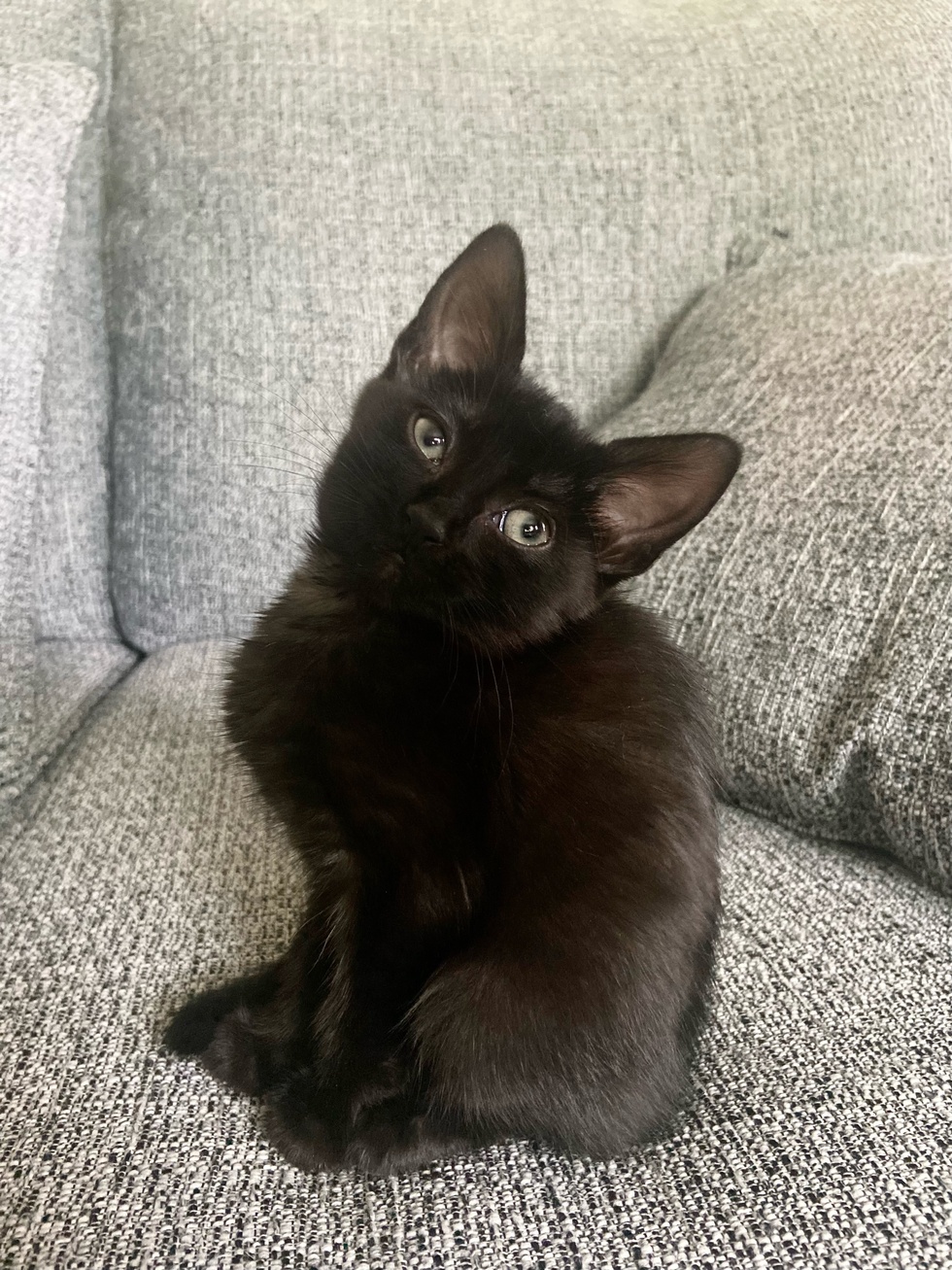 Vote for Miss Mini Murder Mittens | 2024 Peninsula SPCA Calendar Photo Vote for Miss Mini Murder Mittens | 2024 Peninsula SPCA Calendar Photo