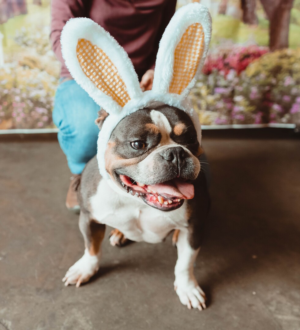 Vote for Eggroll 2024 Peninsula SPCA Calendar Photo Contest