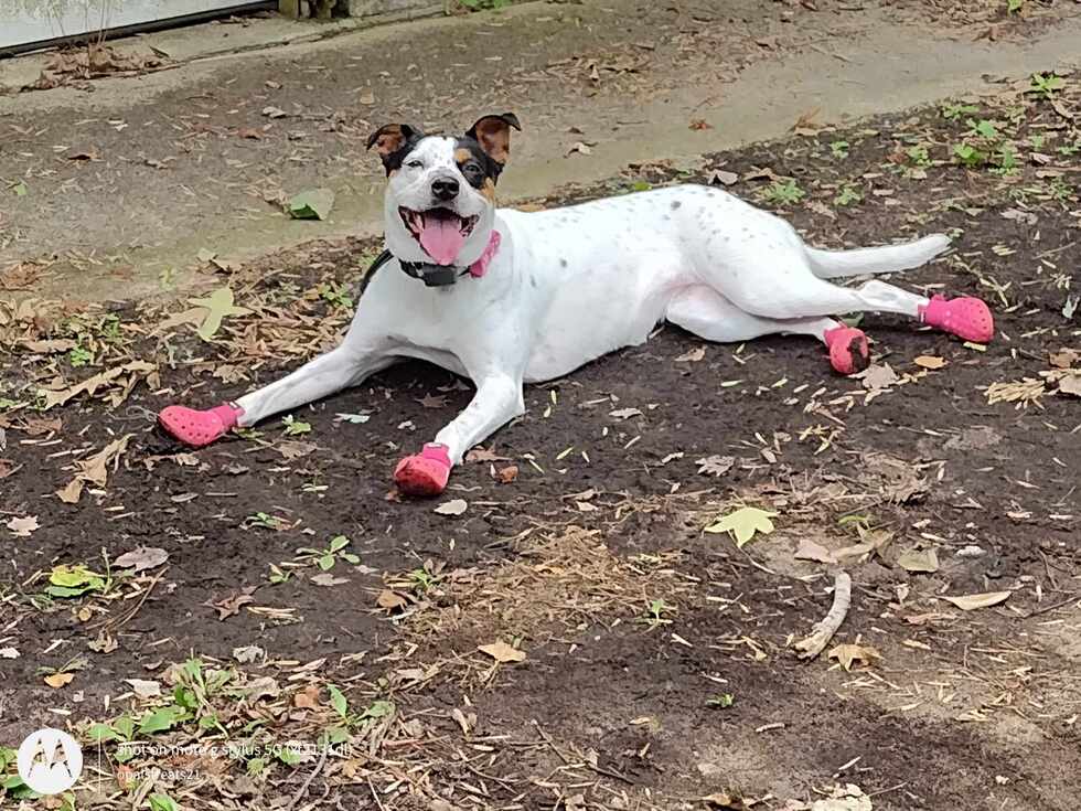 Vote for Opal 2024 Peninsula SPCA Calendar Photo Contest