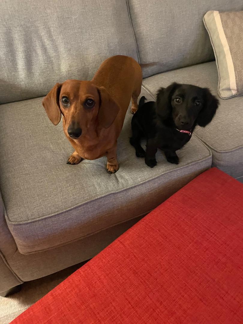 Vote for SCOOBY DOO AND SOPHIE | 2024 Peninsula SPCA Calendar Photo Contest Vote for SCOOBY DOO AND SOPHIE | 2024 Peninsula SPCA Calendar Photo Contest