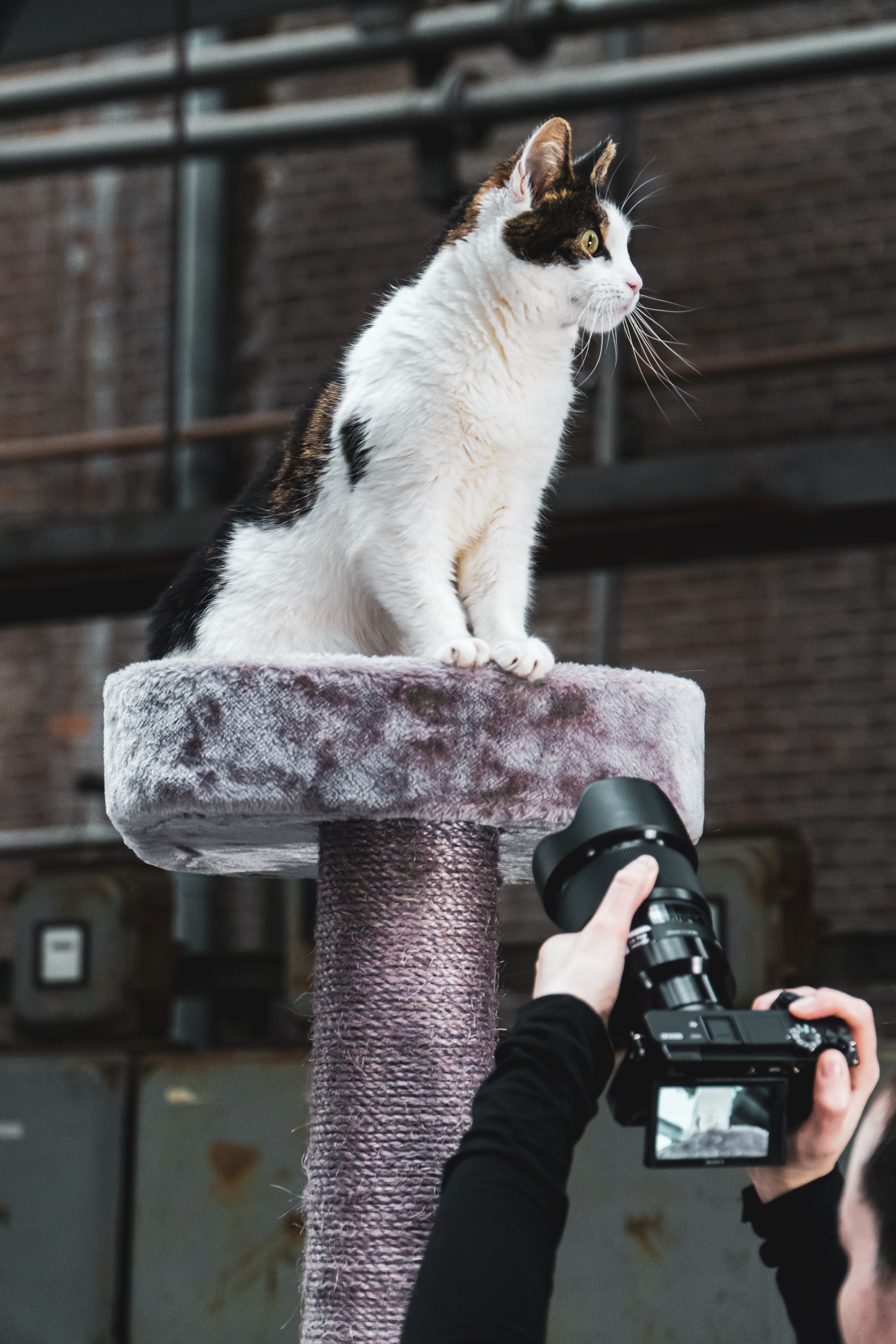 Cat on a cat tree with a camera pointed at her