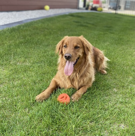 Rosie