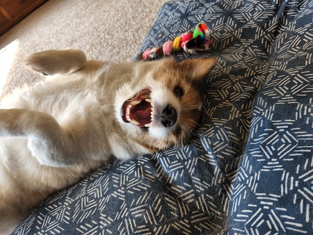 Otis