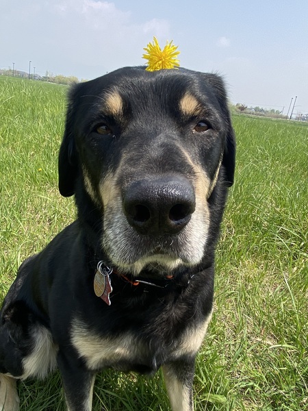 Rex