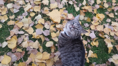 Oscar