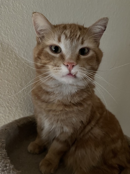 Obi