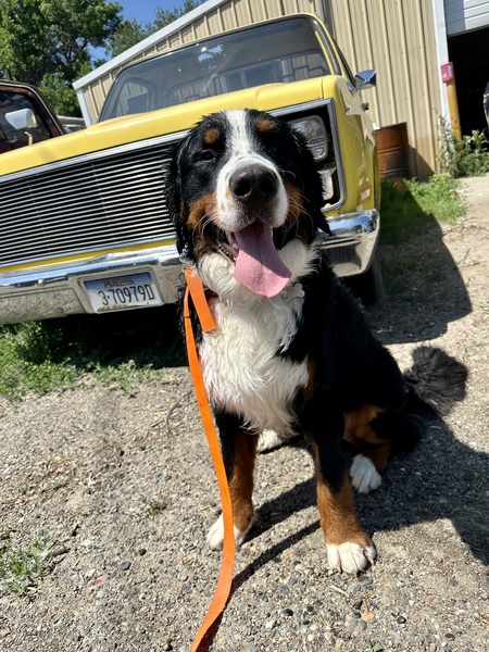 Diesel