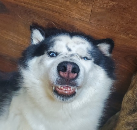 Tundra