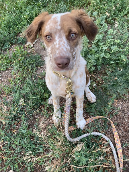 Piper