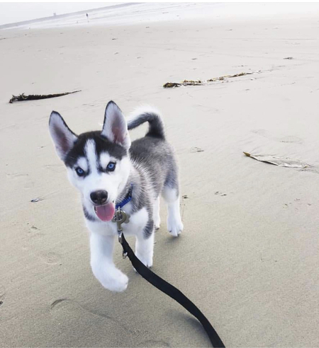 Loki