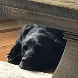 Entry image for OLLIE