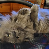 Entry image for Theodore (Theo)