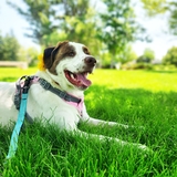 Entry image for Beau