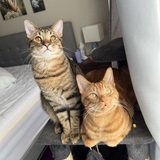 Entry image for Cornelius and Jaspurr 