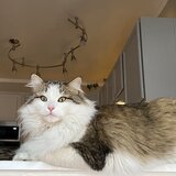 Entry image for Squirt