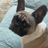 Entry image for Rose