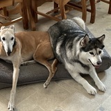 Entry image for Carmen & Milo