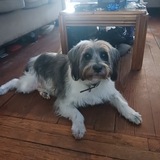 Entry image for Ozzie