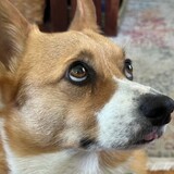 Entry image for Tito