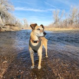 Entry image for Sammy