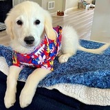 Entry image for Shiloh