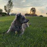 Entry image for Pepper