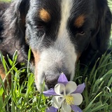 Entry image for Bella Luna