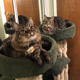 Entry image for Snickers & Monte