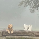 Entry image for Maisy