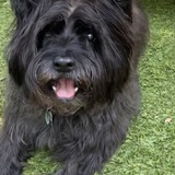 Entry image for Merlin