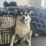 Entry image for Bandit