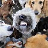 Entry image for Doobie