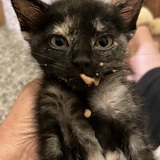 Entry image for Rosie