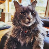 Entry image for Lynx