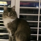 Entry image for Mika