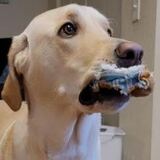 Entry image for Lily