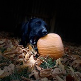 Entry image for Rocky