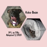 Entry image for KoKo Bean 